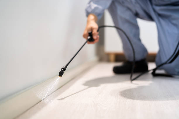 Licensed Ant Control service in Lexington, IL - Show Me Pest Control